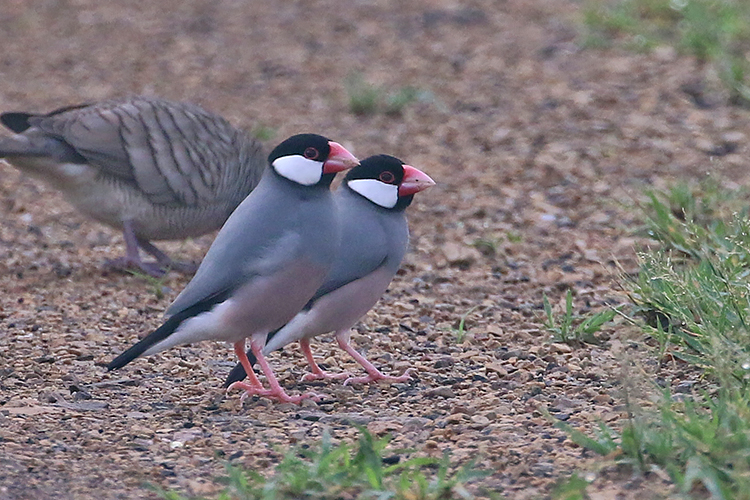 Java Sparrows