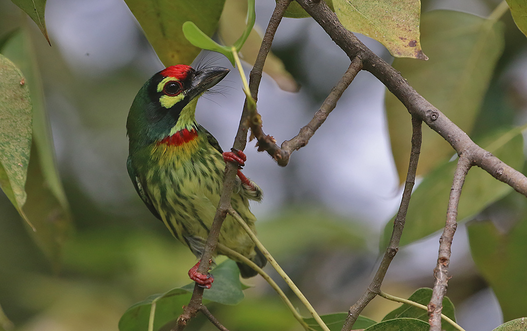 Coppersmith Barbet