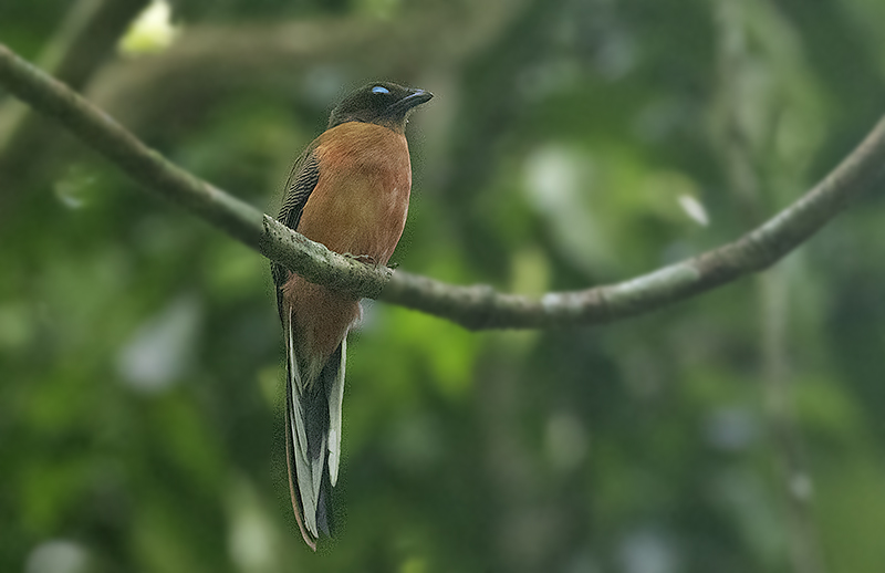 Scarlet-rumped Trogon, female