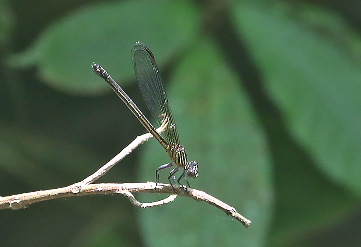Euphaea ochracea