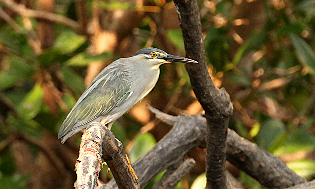 Striated Heron