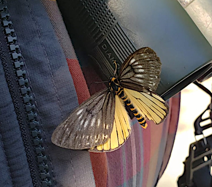Nossa sp. Epicopeiidae