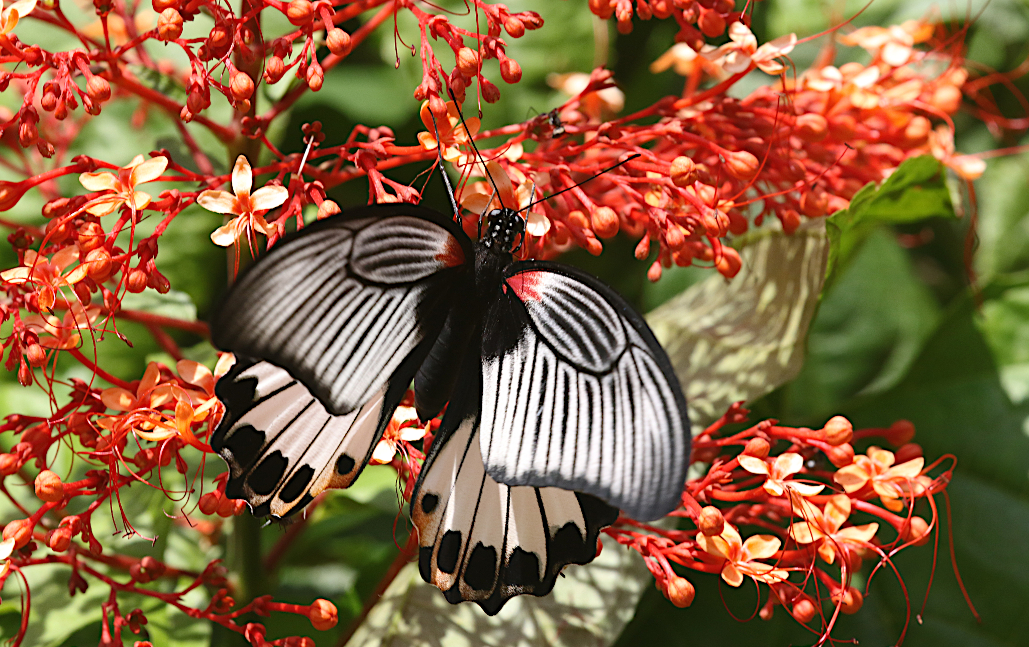 Great Mormon Swallowtail