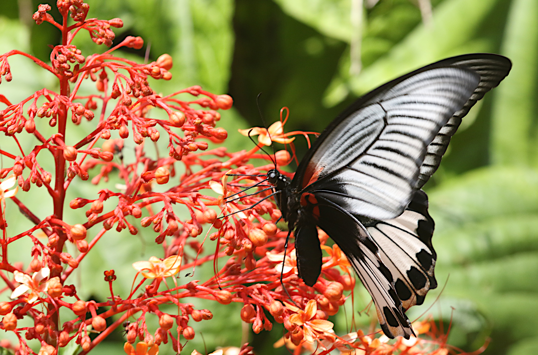 Great Mormon Swallowtail