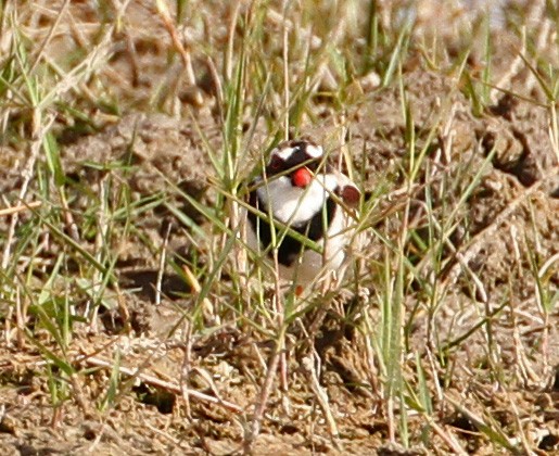 Black-fronted Dotterel 