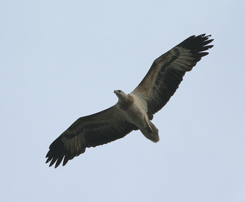 White-bellied Fish-Eagle