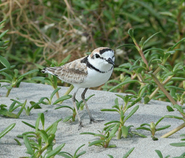 Malaysian Plover