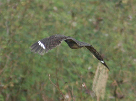 Savanna Nightjar