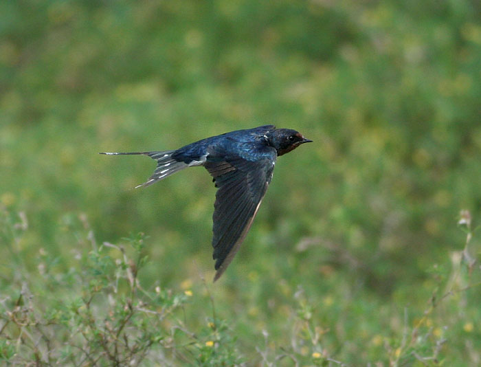 Barnswallow