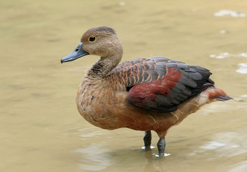 Lesser Whistling Tree-duck