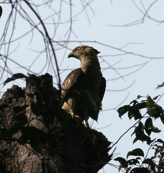 Changeable Hawk-Eagler, dark morph