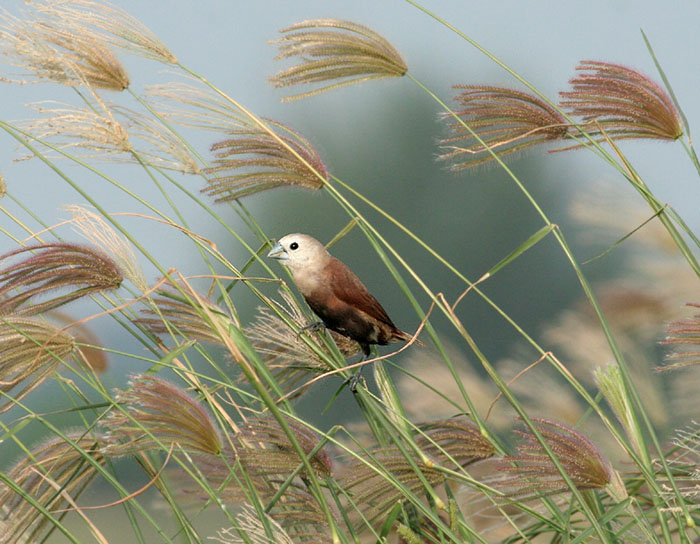 White-headed Munia