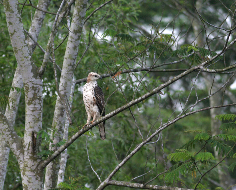 Changeable Hawk-Eagle, white morph