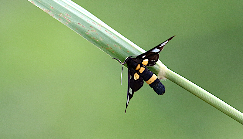Amata sperbius