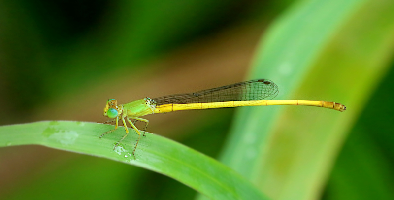 Ceriagrion indochinese