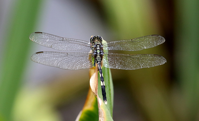 Slender Skimmer (Orthetrum sabina)