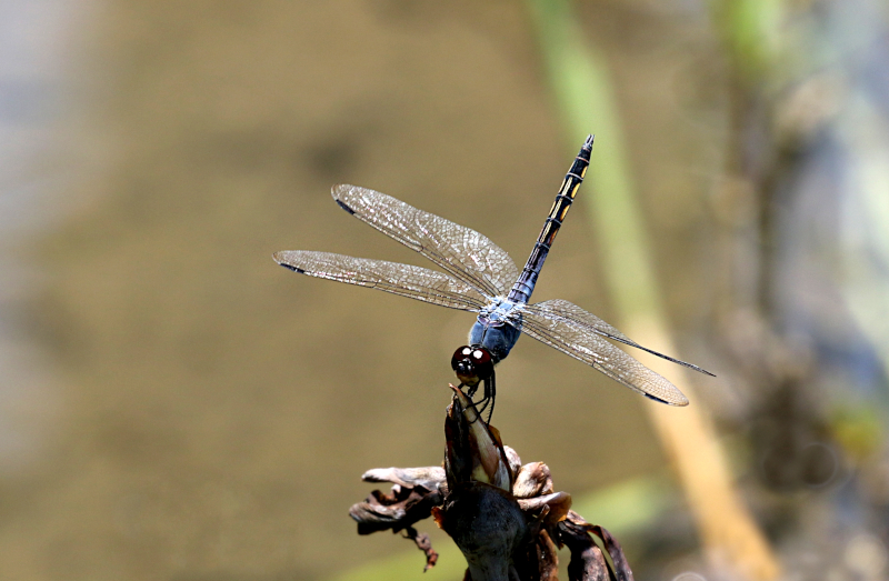 Swampwatcher