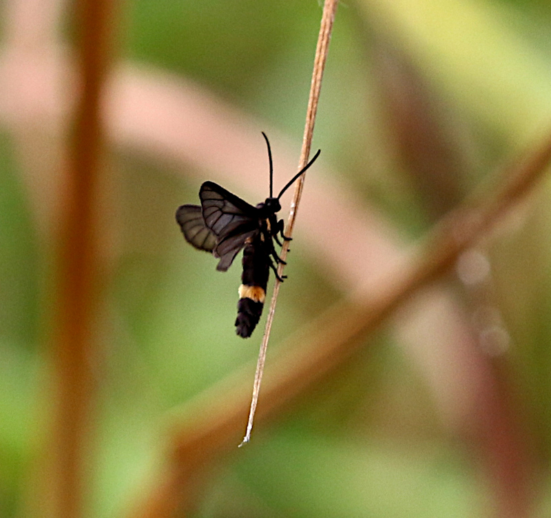 Psichotoe duvaucelii