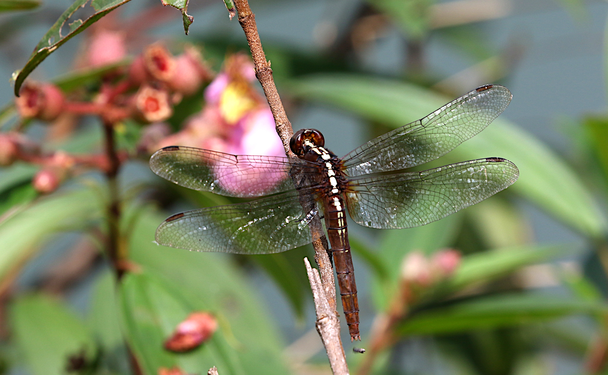 Rufous Marsh Glider (Rhodothemis rufa)