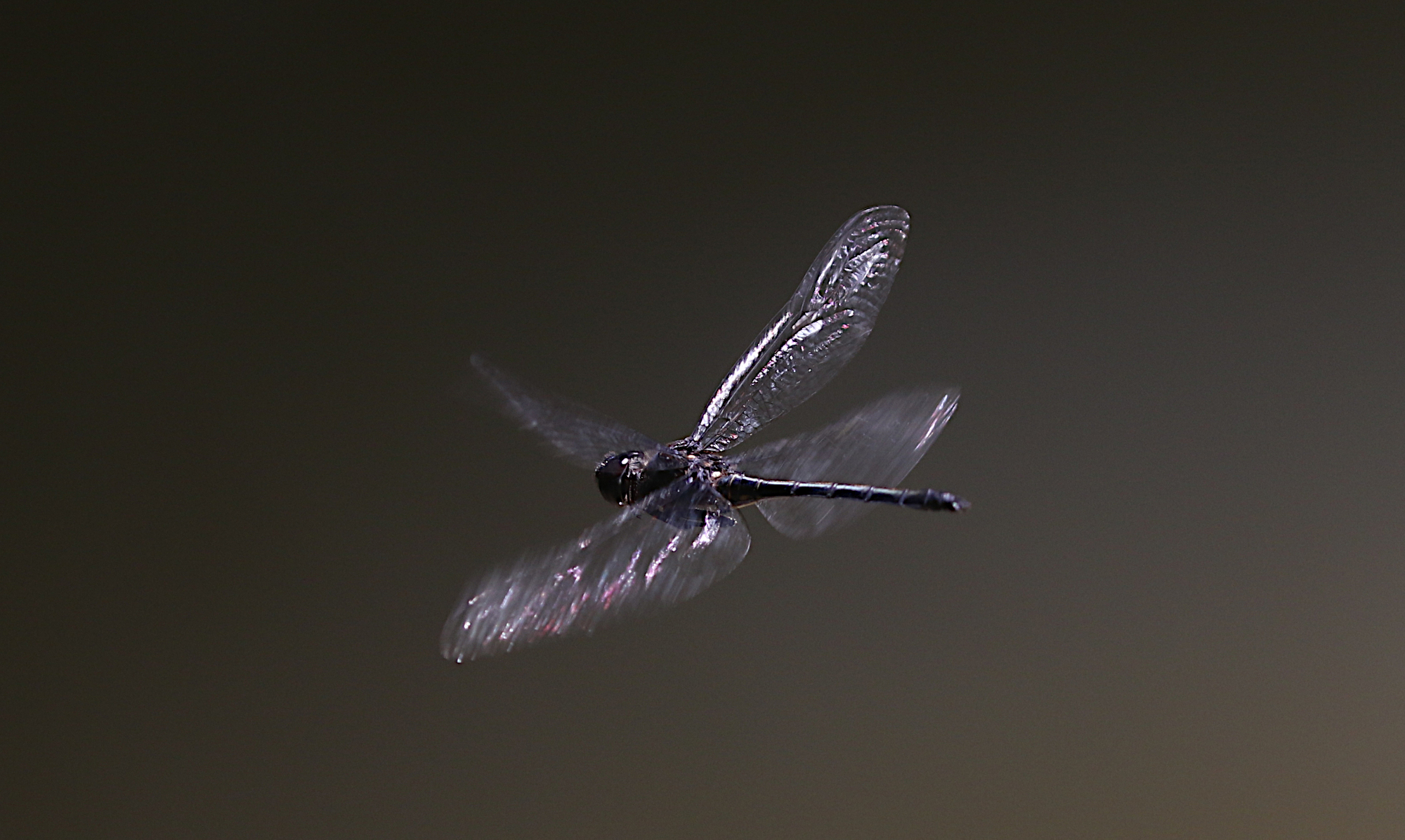 Emerald Cascader (Zygonyx iris)