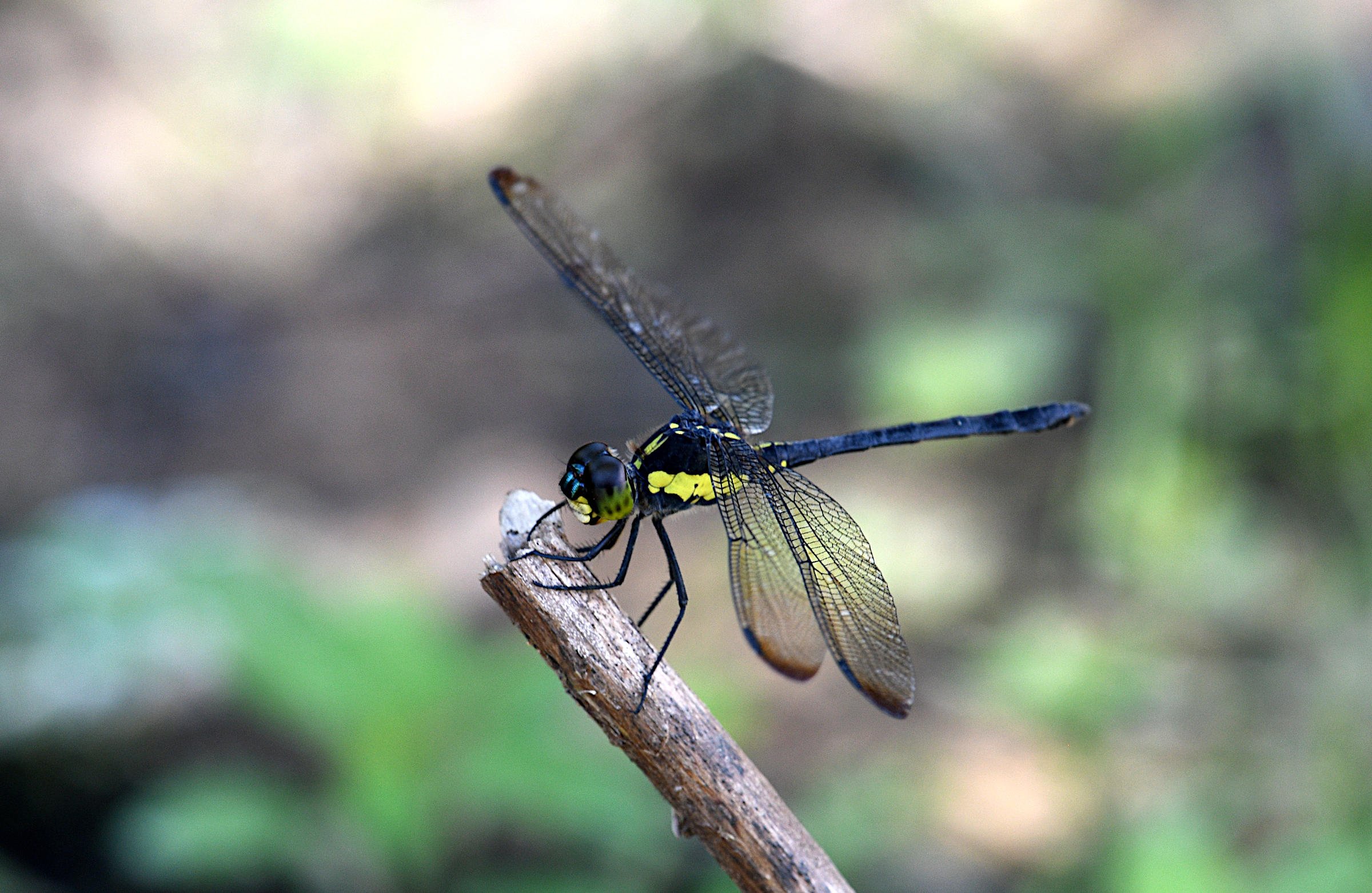 Agrionoptera longitudinalis