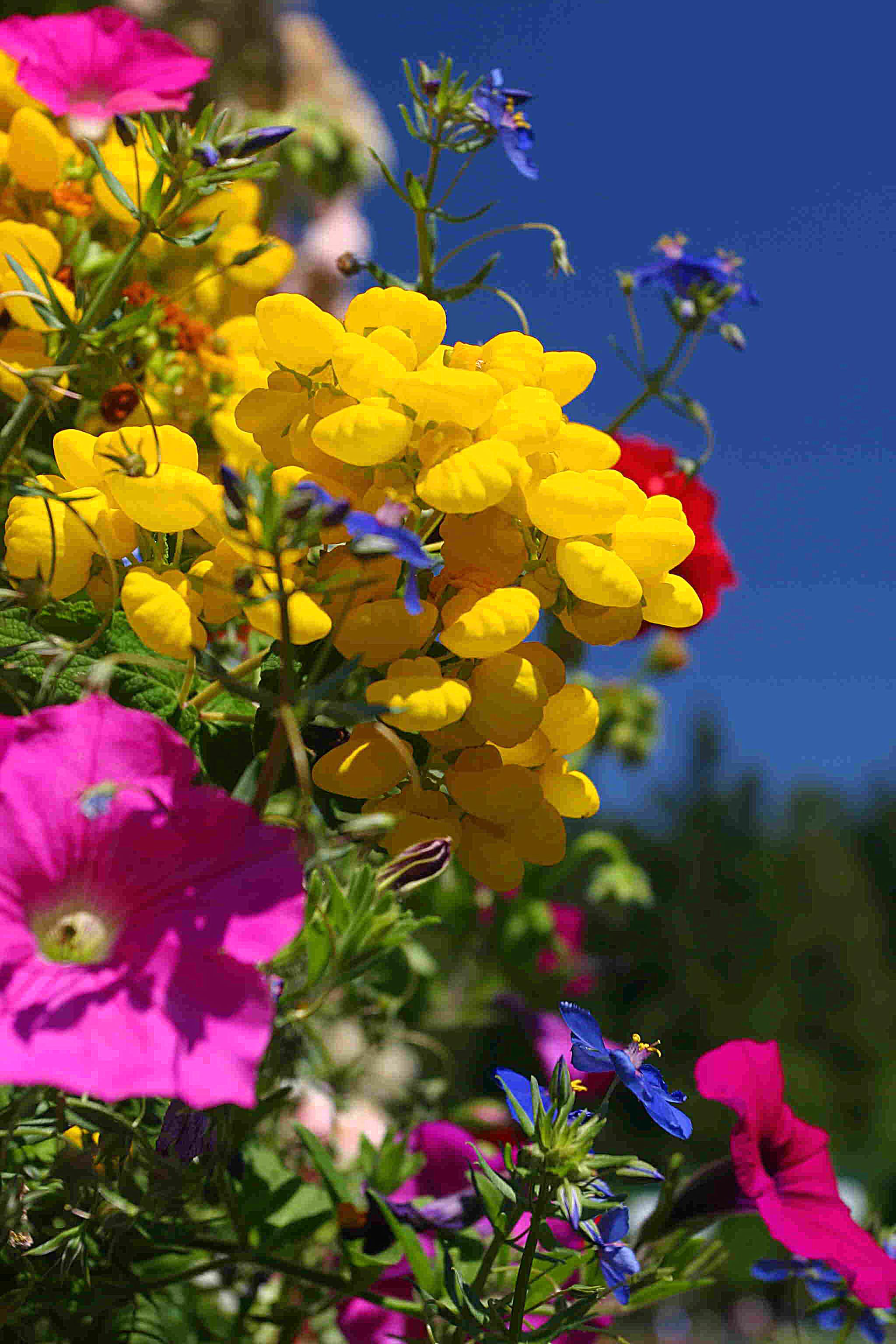 Butchart Gardens, Vancouver Island