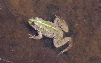 Frog at Letoon