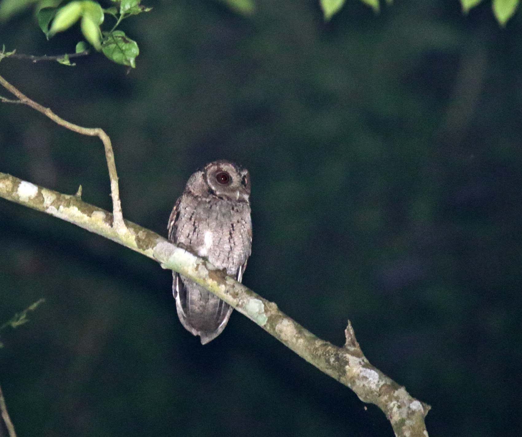 Collared Scops Owl_3080.jpg