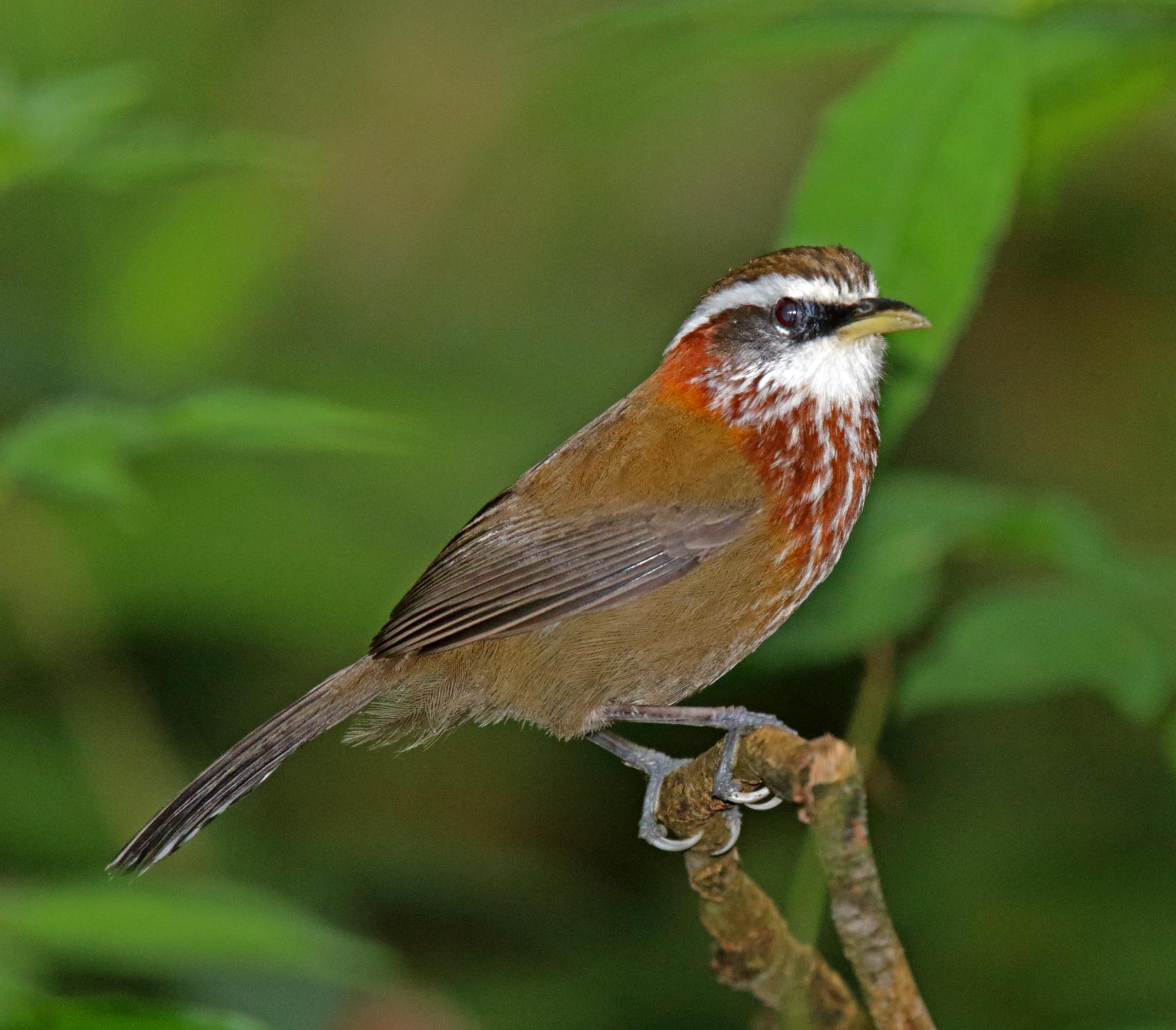 Streak-breasted Scimitar Babbler_3067.jpg