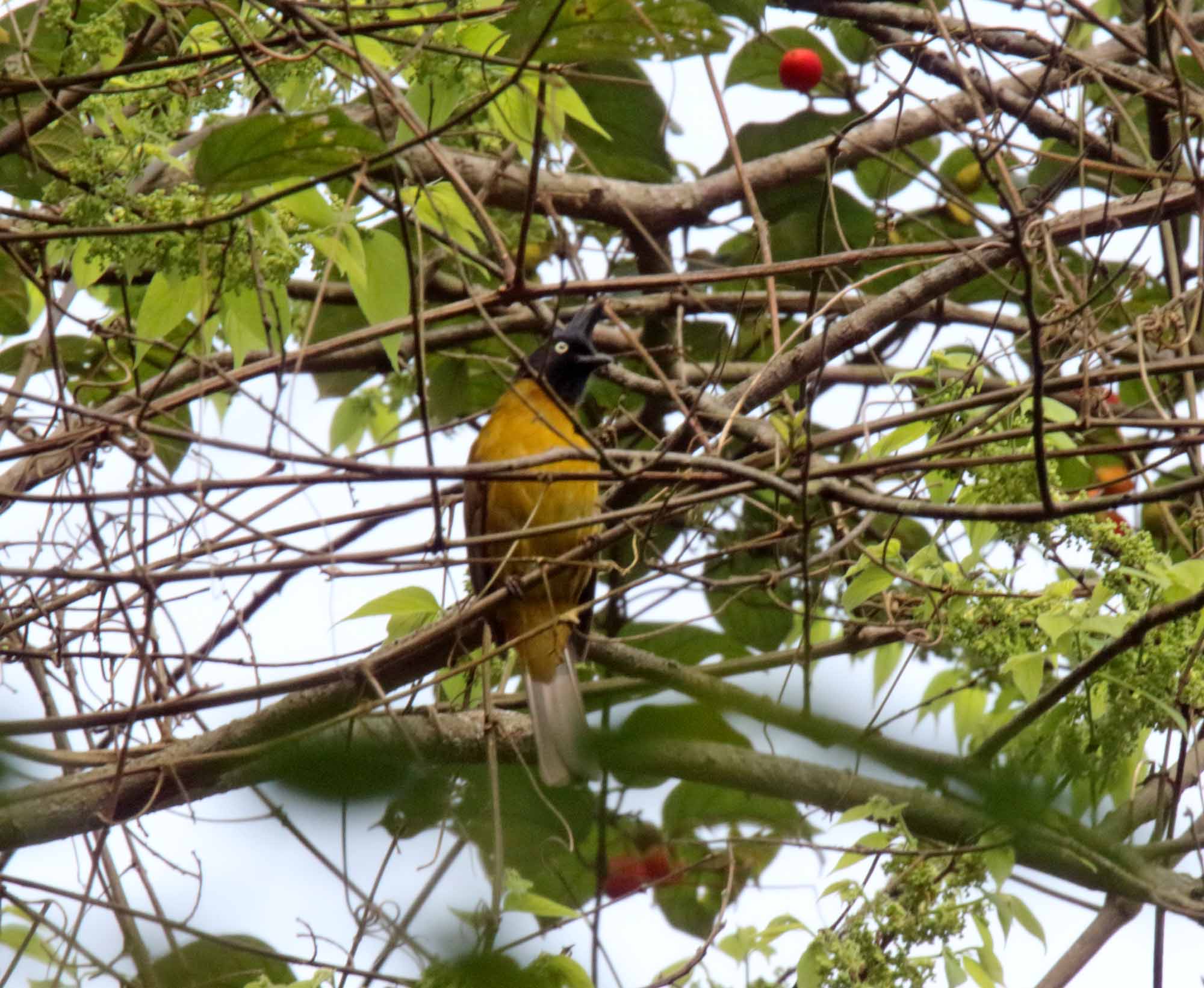 Black-crested Bulbul_3345.jpg