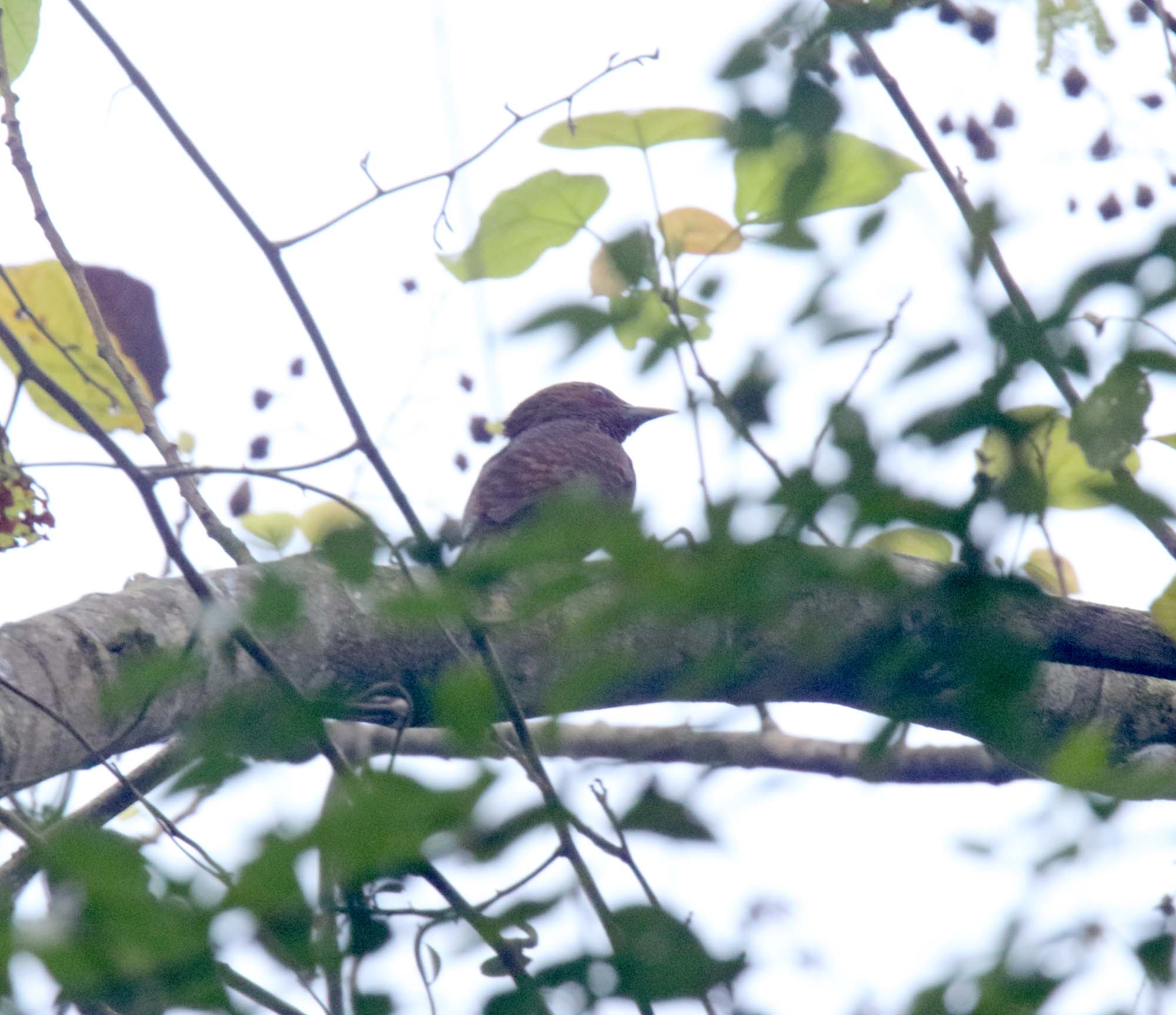 Rufous Woodpecker_3210.jpg