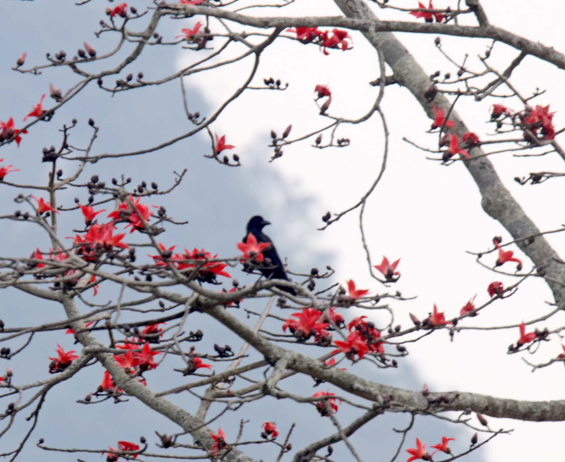 Large-billed Crow_2975.jpg