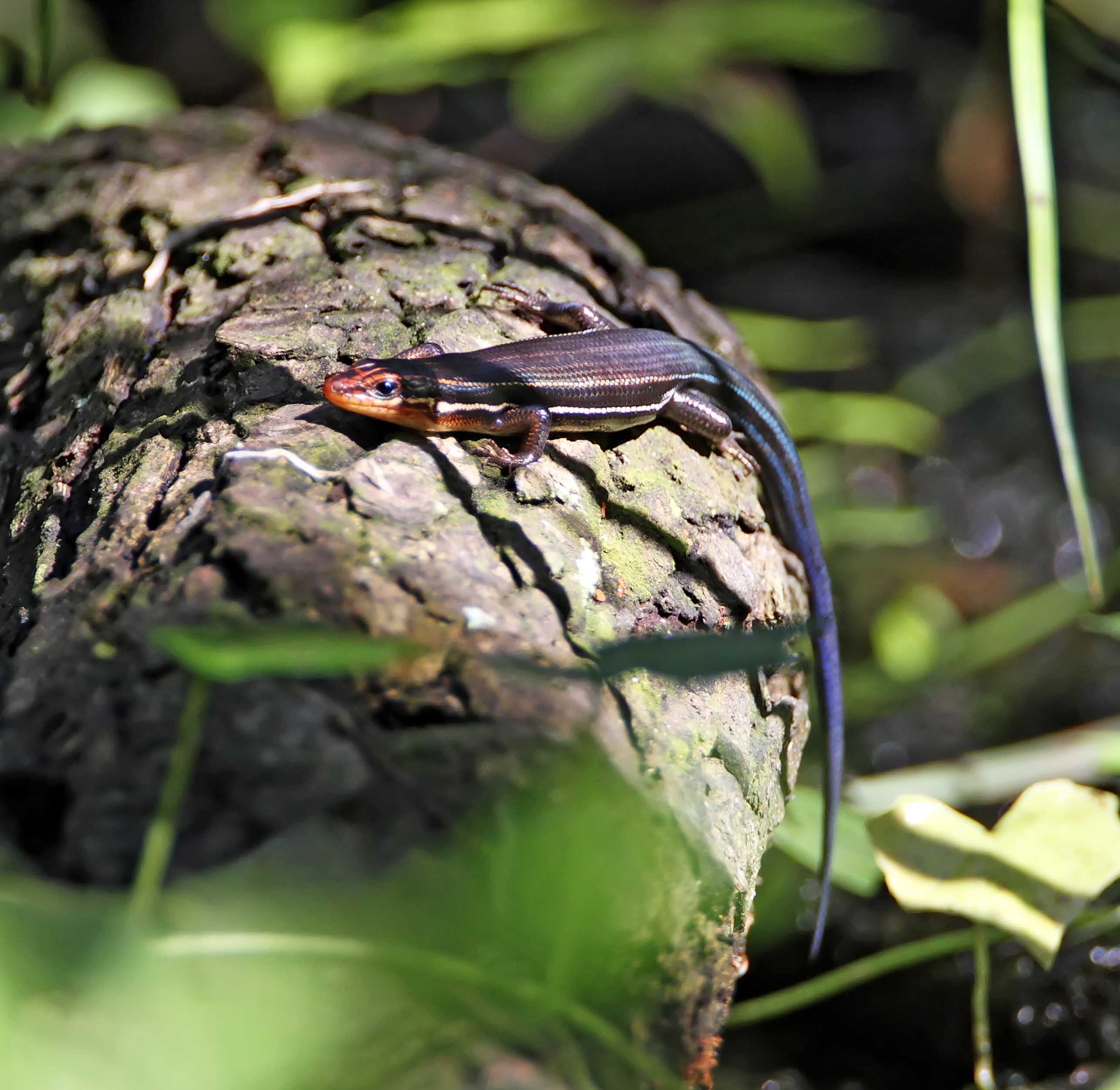 Broadhead Skink - juvenile_0895.jpg