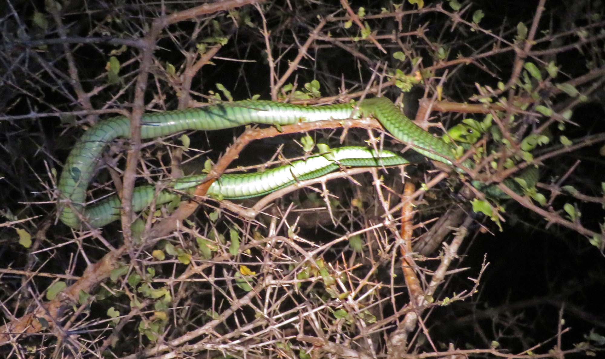 Boomslang_0599.jpg