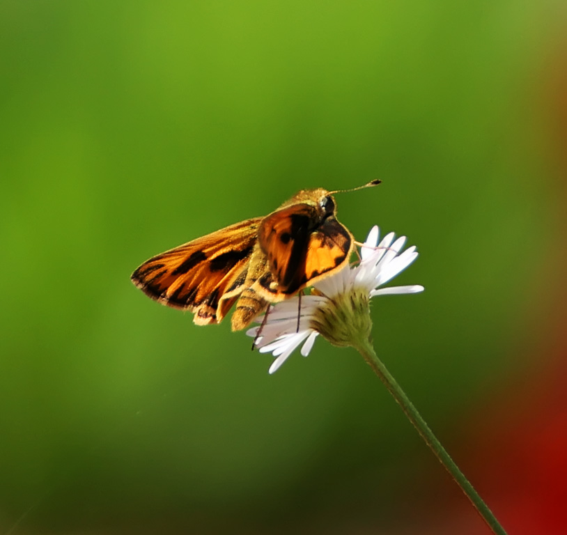 Sandhill Skipper_3381.jpg