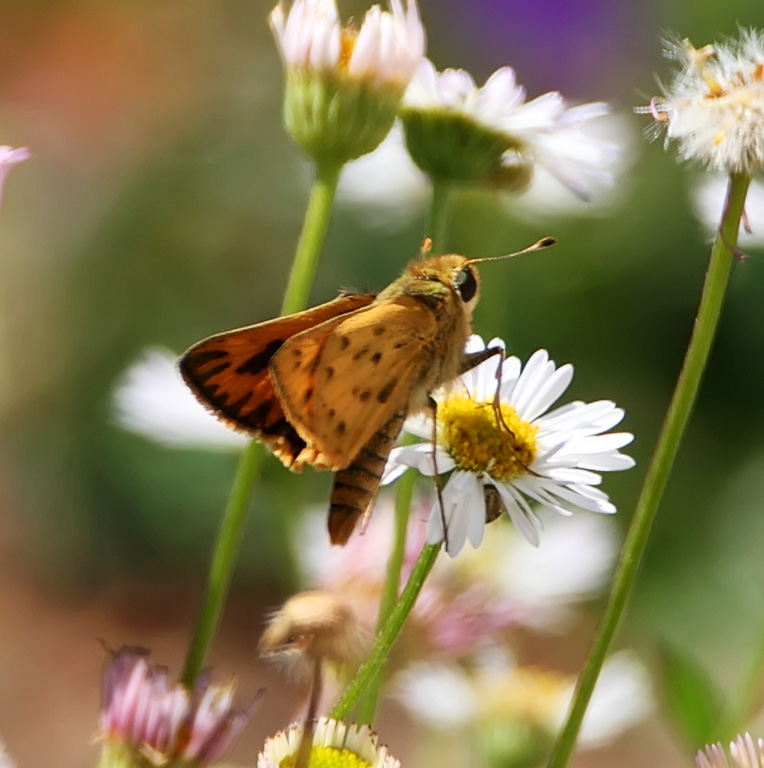 Sandhill Skipper_3411.jpg