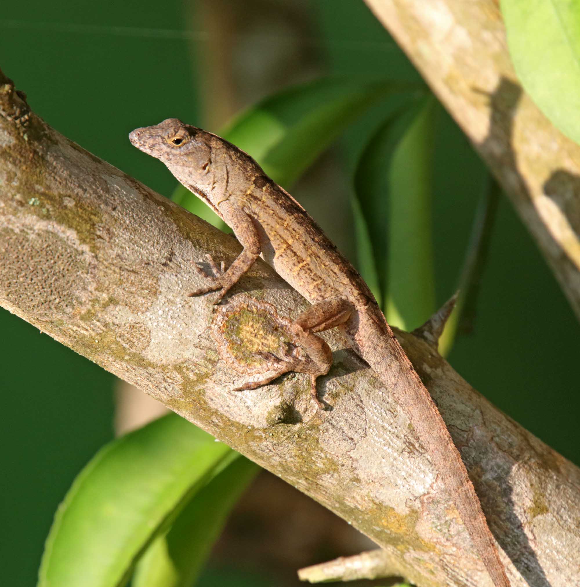 Green Anole_4167.jpg