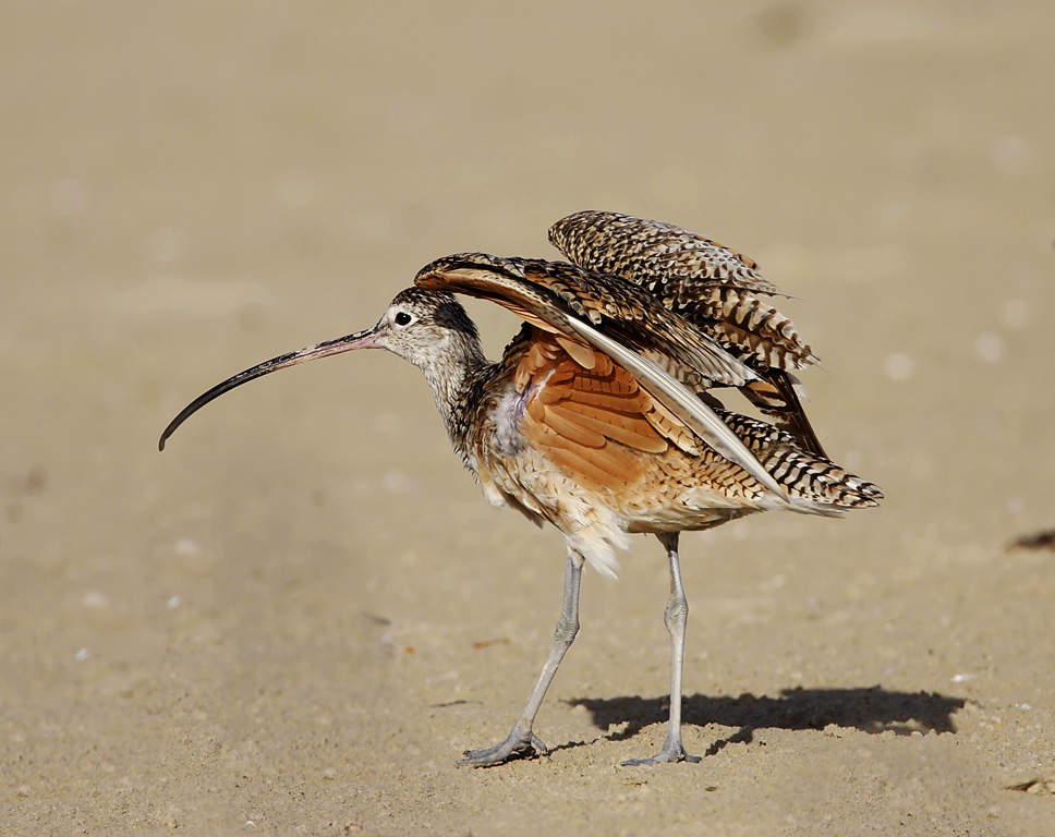 Long -billed Curlew_3195.jpg