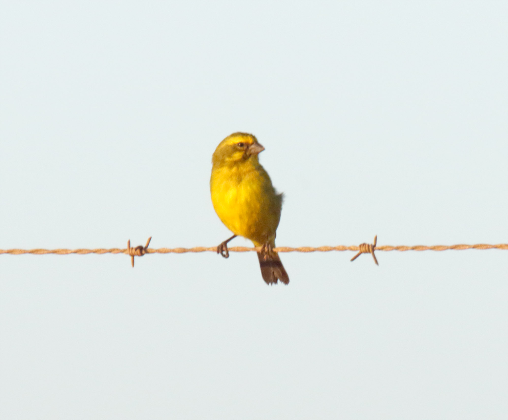 Brimstone Canary_3202.jpg