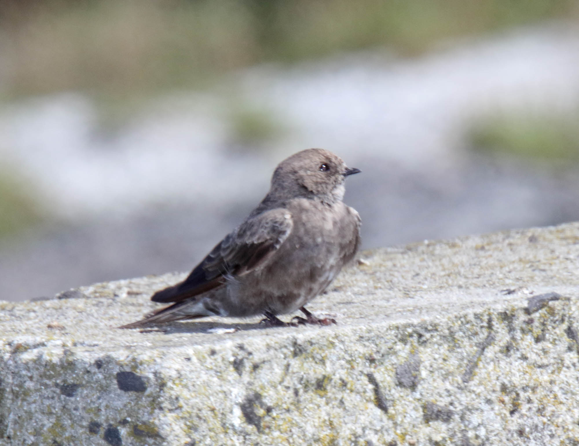 Brown-throated Martin_0183.jpg