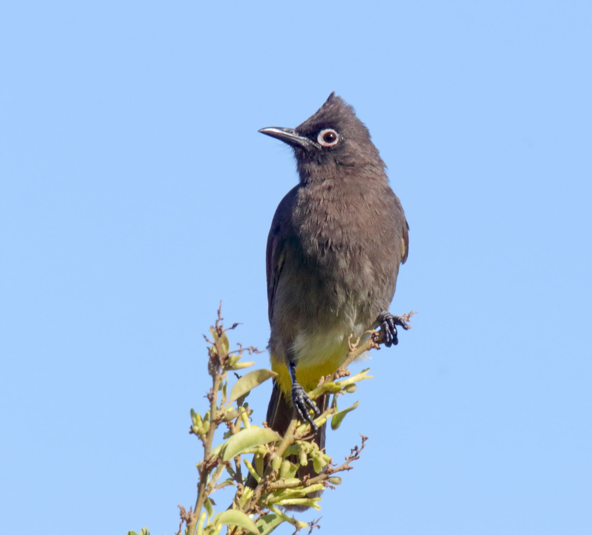Cape Bulbul_9332.jpg