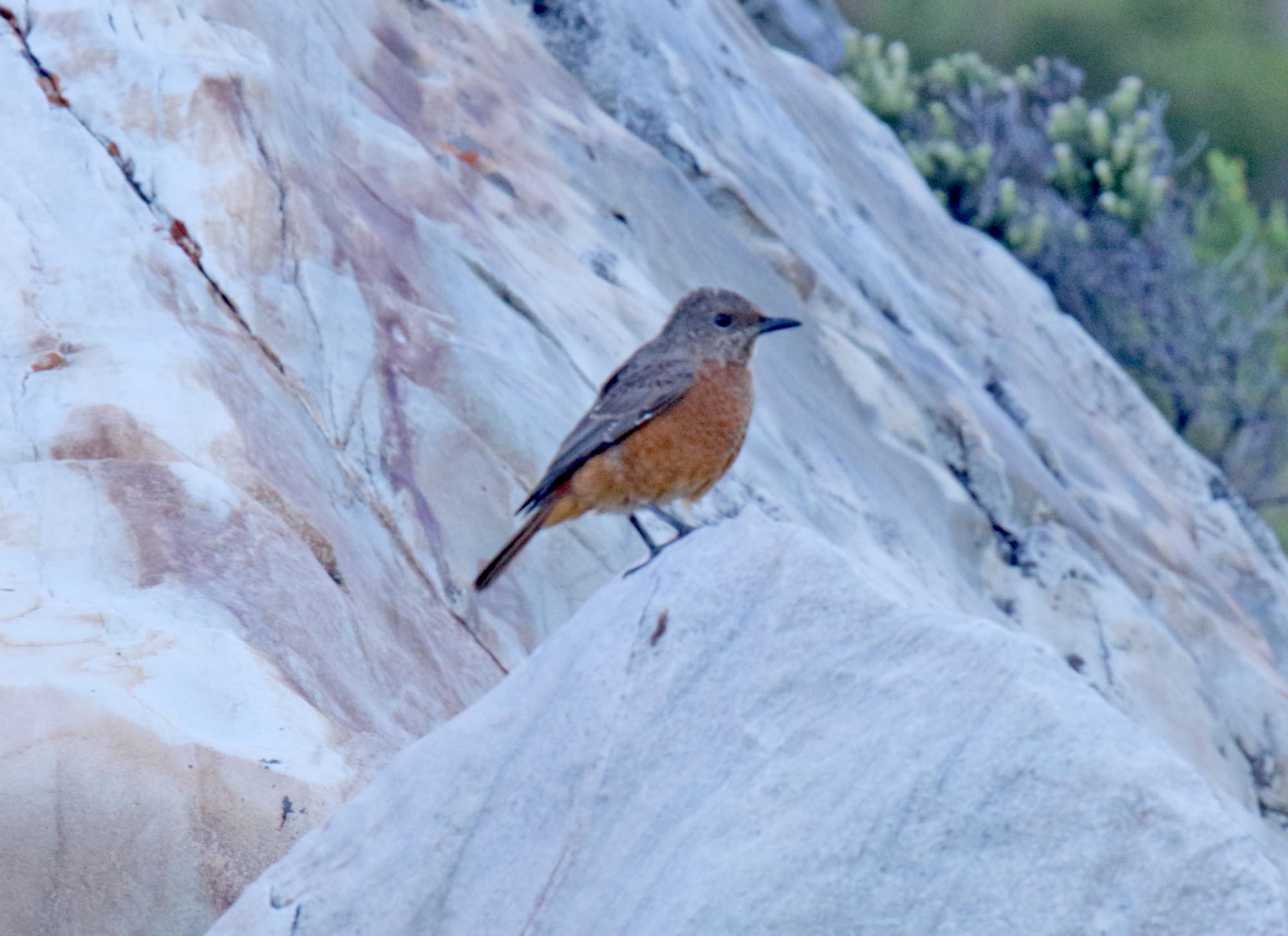 Cape Rock Thrush - female_2460.jpg
