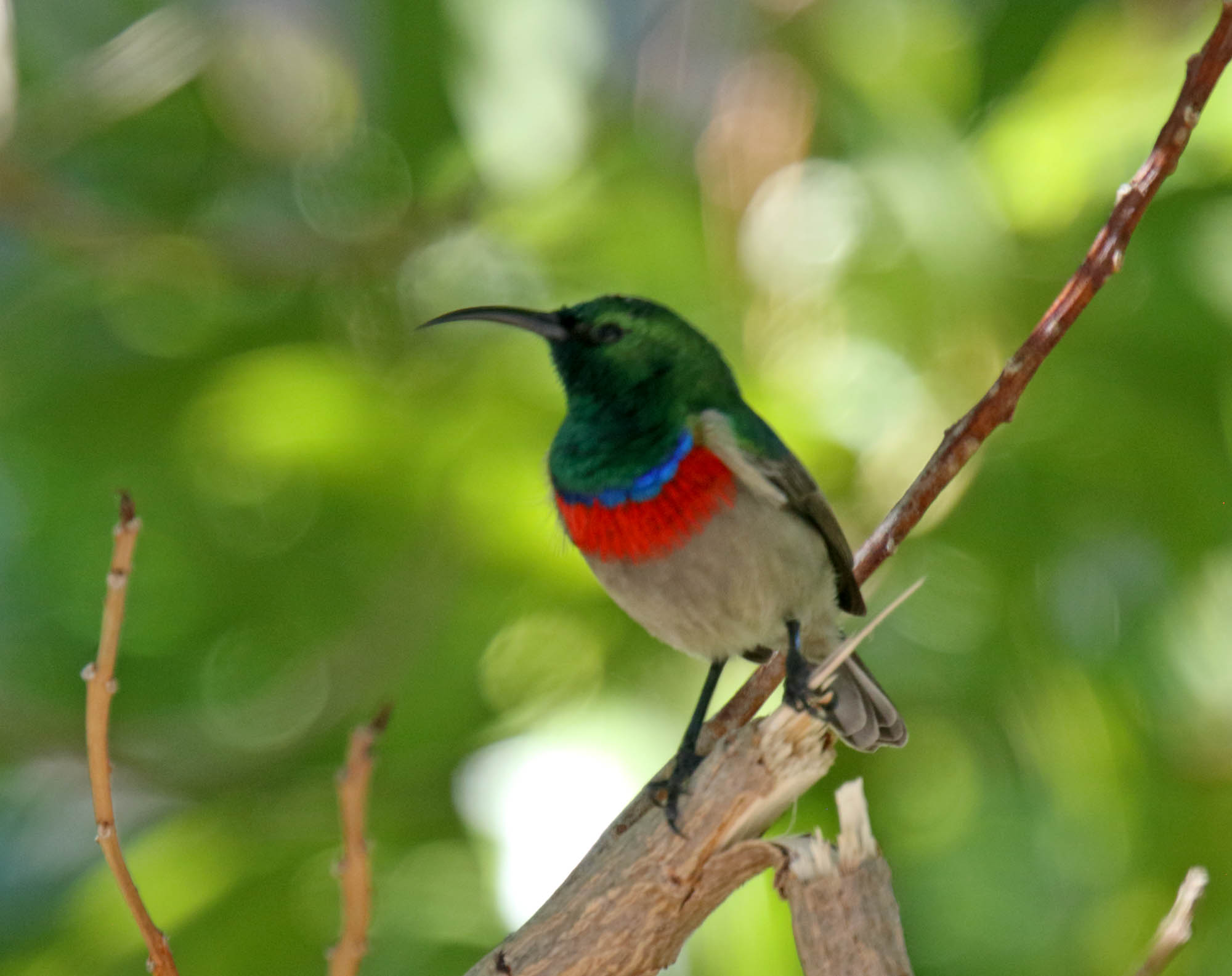 Greater Double-collared Sunbird - male_8743.jpg