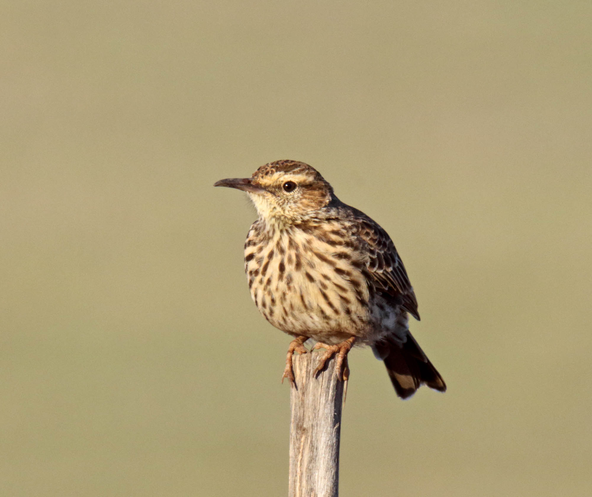 Large-billed Lark_3316.jpg
