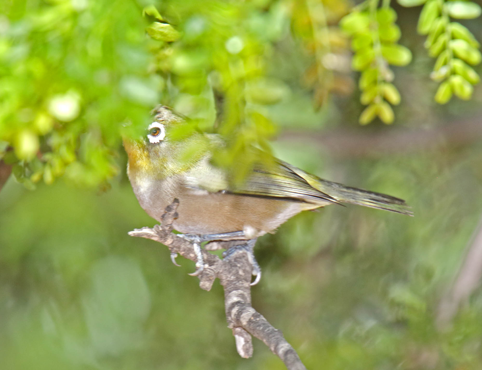 Orange River White-eye_2955.jpg