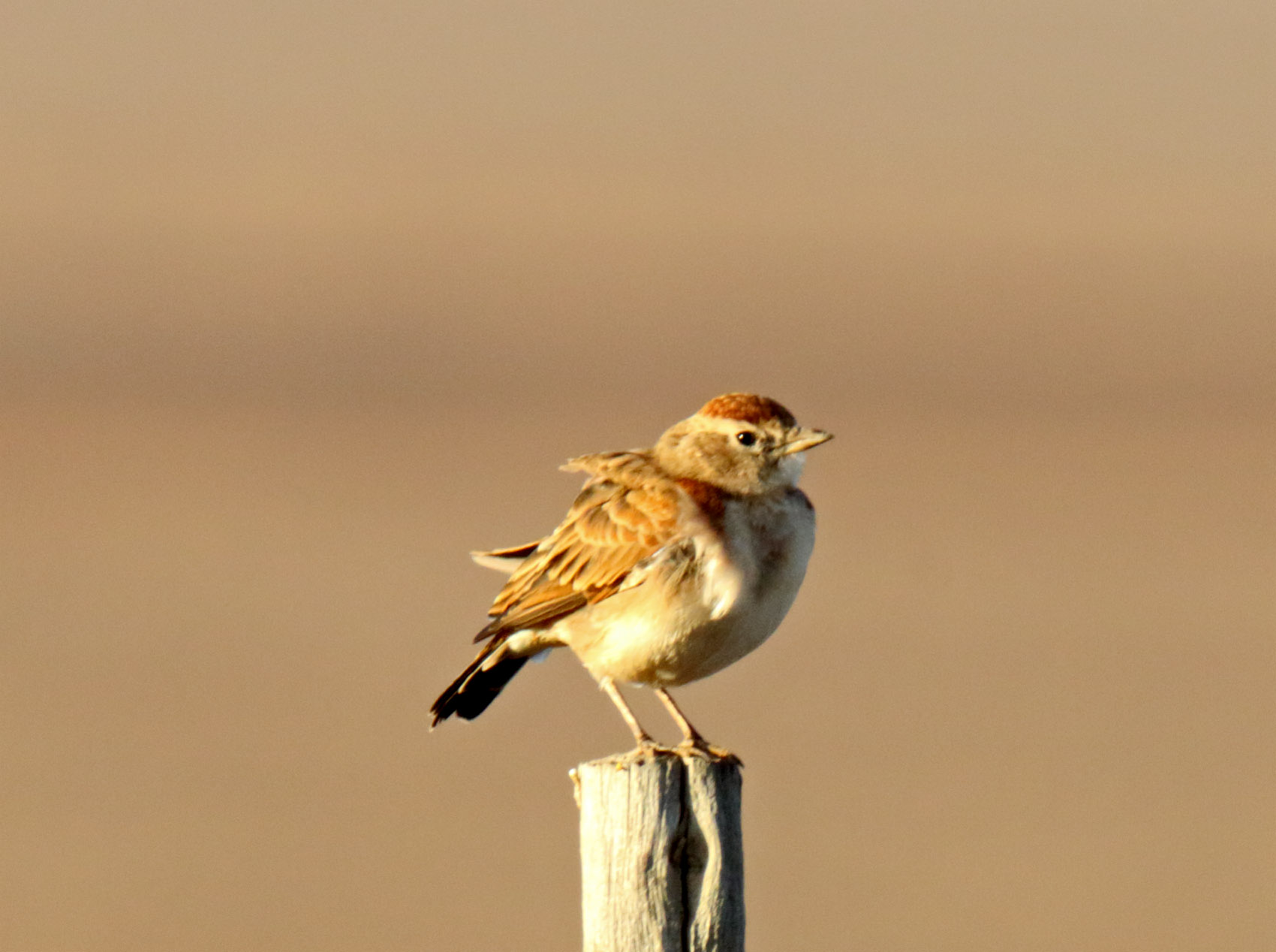 Red-capped Lark_3252.jpg