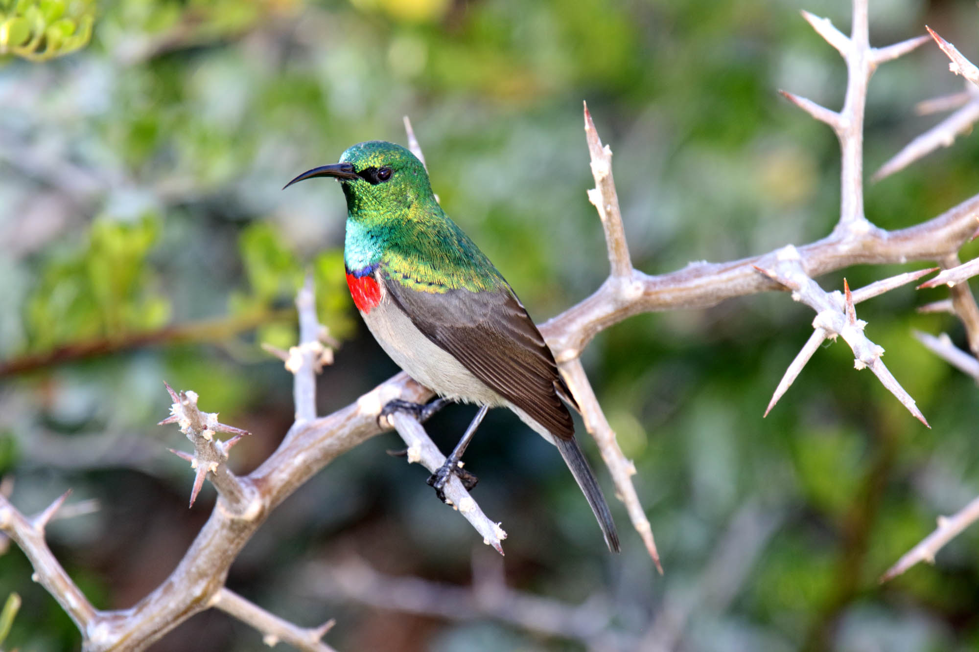 Southern Double-collared Sunbird - male_9257.jpg