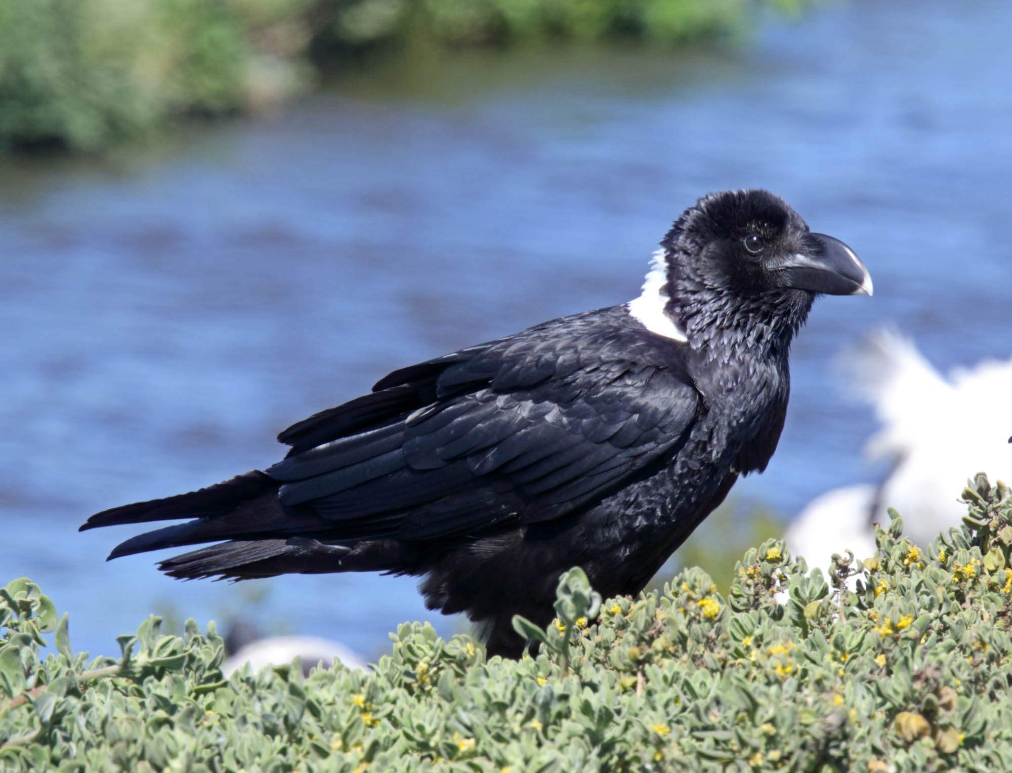 White-necked Raven_0267.jpg
