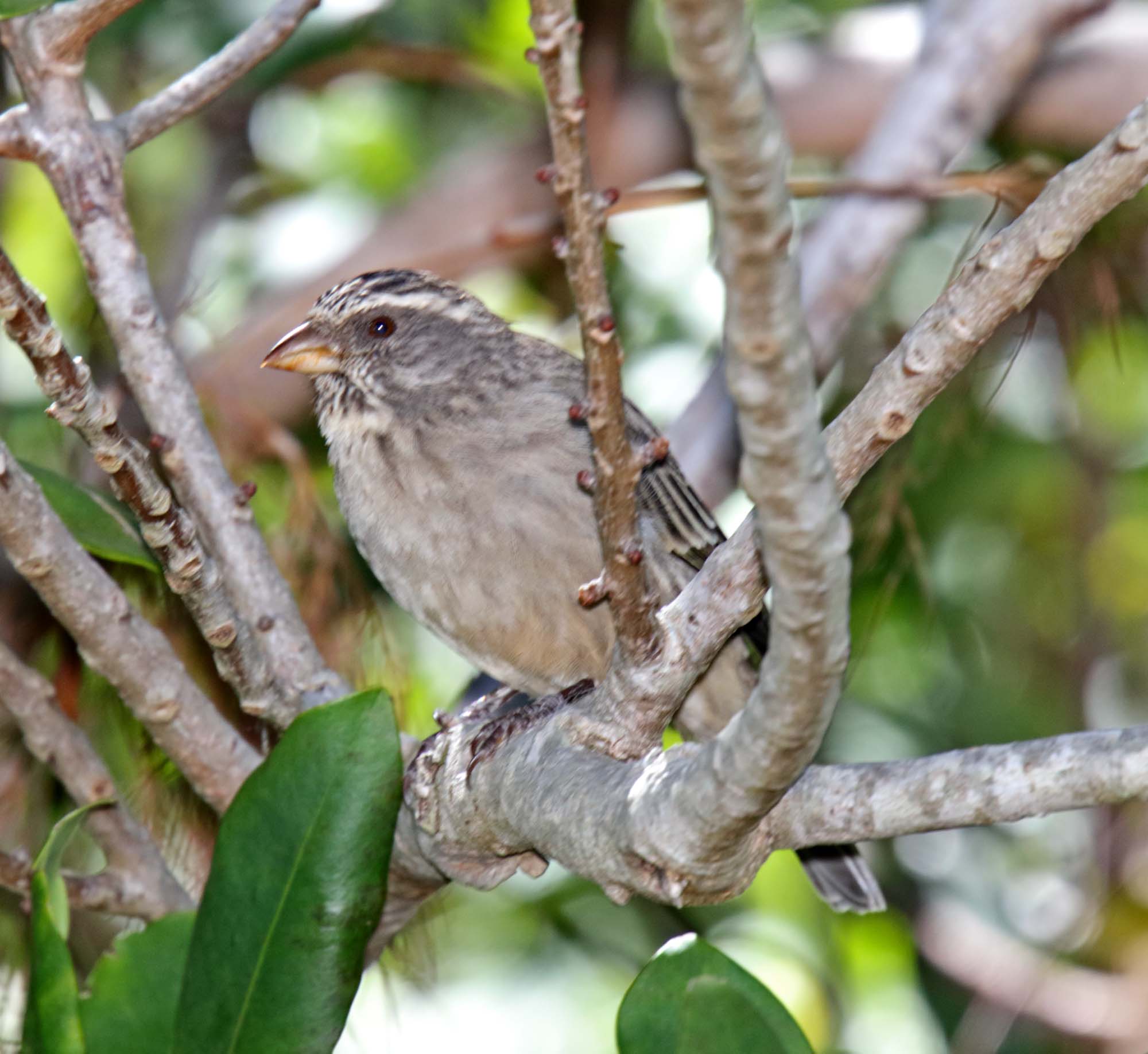 Streaky-headed Seedeater_2697.jpg