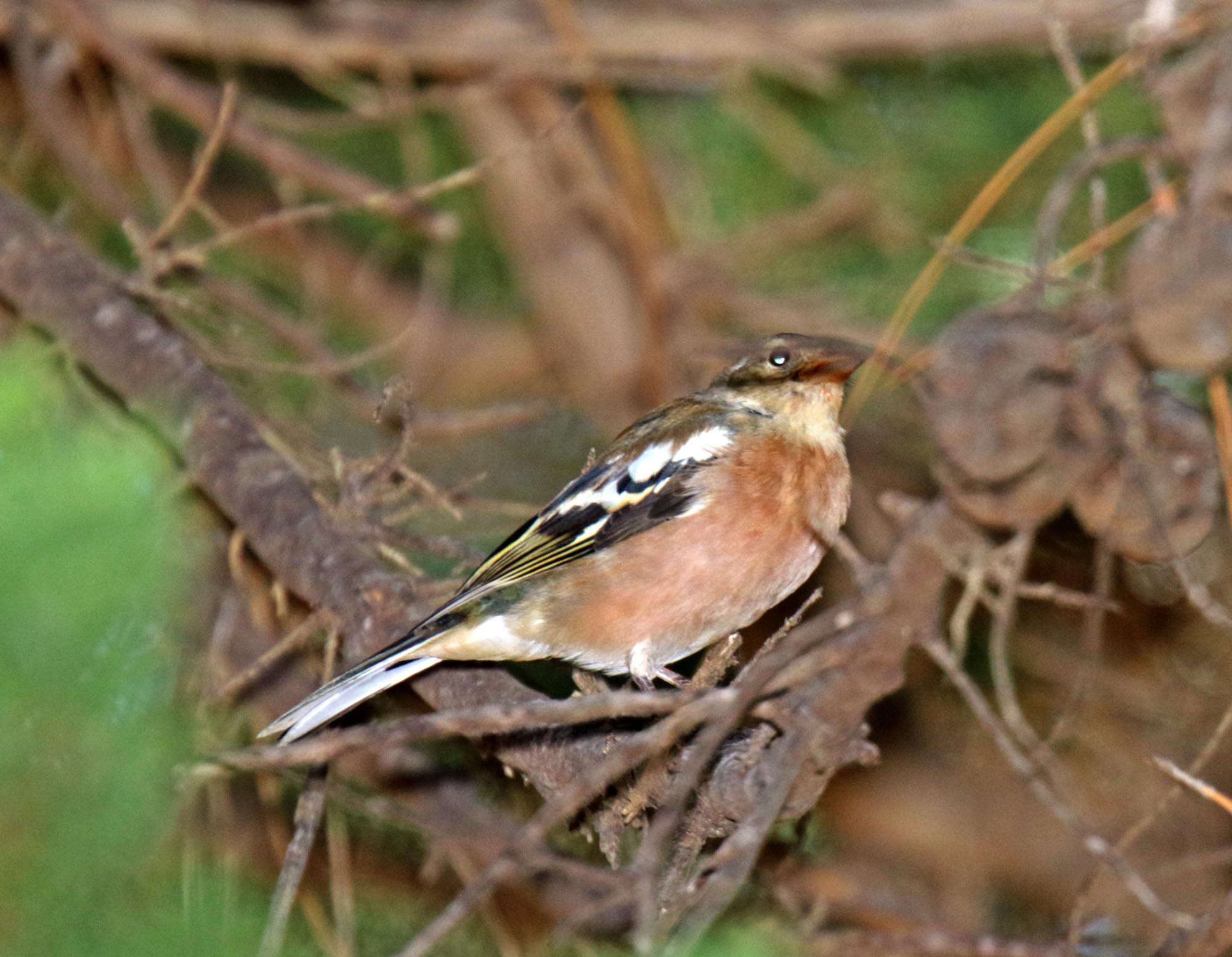 Eurasian Chaffinch_2336.jpg